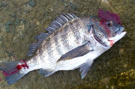 魚血|【漁師流】魚・釣り血抜きの研究結果！ 